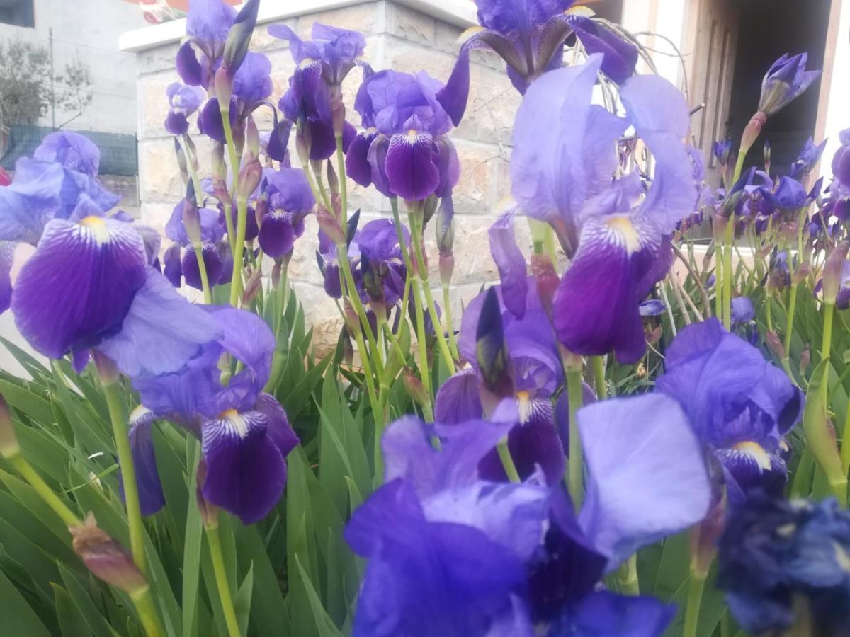 Castello Flower Apartment Kastela Ngoại thất bức ảnh
